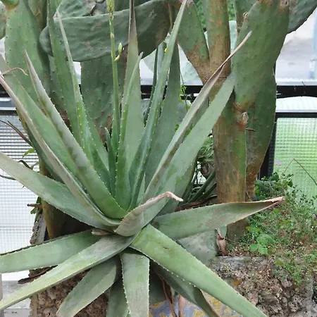 Panzió Aloe