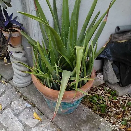 Aloe Panzió Róma