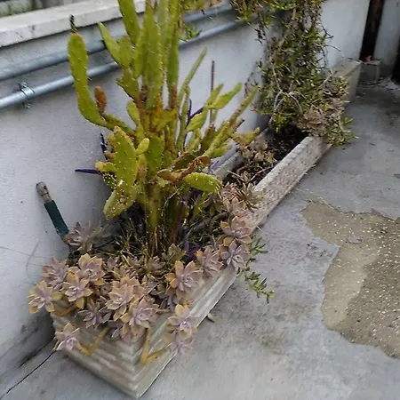 Panzió Aloe Róma