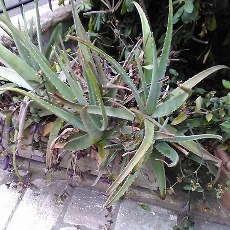 Aloe