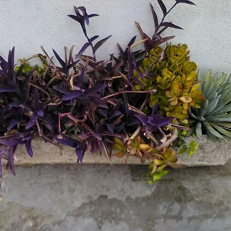 Aloe Panzió Róma